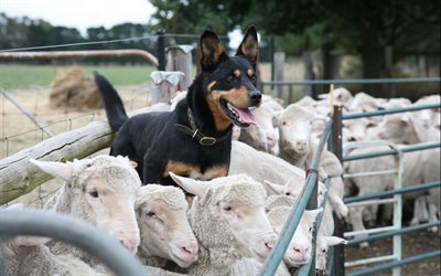 gregge, pecore, recinto per bestiame, cane pastore