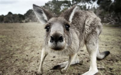 nyfiken känguru, australien