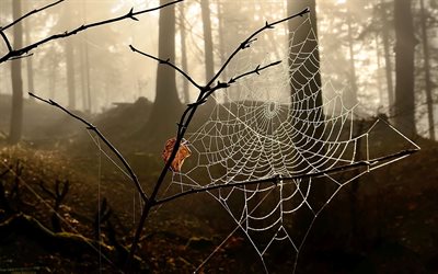 floresta de outono, árvores, web