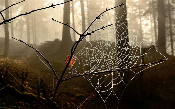 autumn forest, trees, web