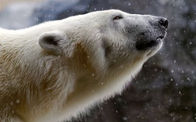 arktinen, eläimistö, luonto, jääkarhu