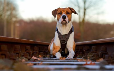 de chemin de fer, rails, american pit bull terrier