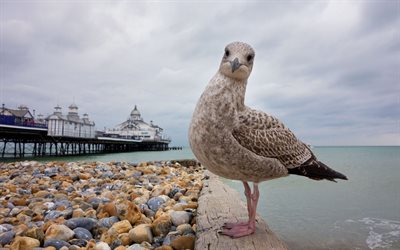 a praia, eastbourne, gaivota de arenque, inglaterra