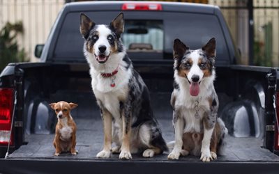 o border collie, pickup, três cachorros, chihuahua