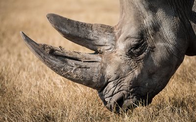 la vida silvestre, el sur de áfrica, el viejo rinoceronte