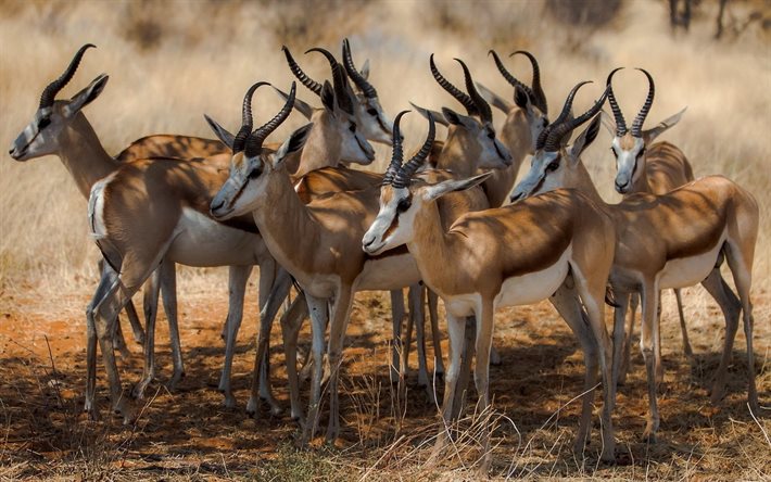 牛群のantelopes, 野生動物, アフリカ
