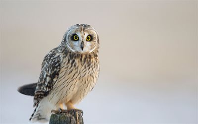 ansicht, owl, night hunter