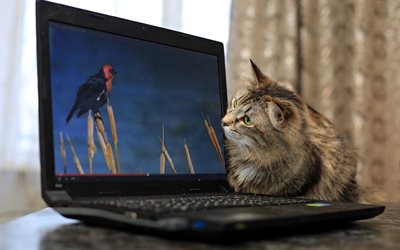 pet cat, the laptop, watches