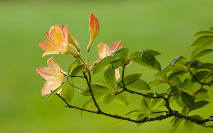 flora, naturaleza, rama de las azaleas