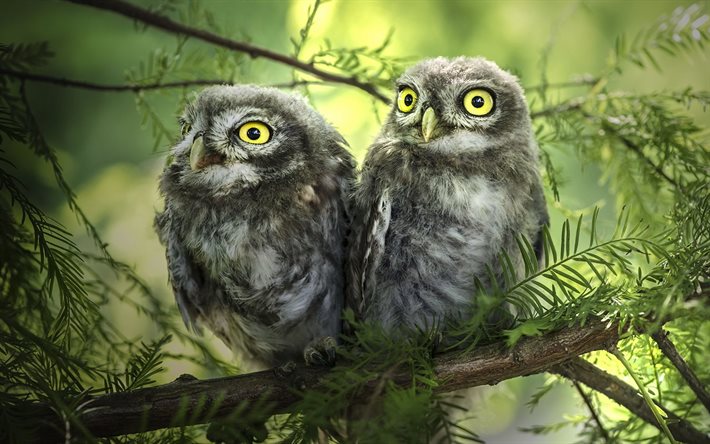 nature, forest, birds, two owls