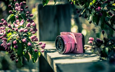 giardino di primavera, la bellezza, la fotocamera, nikon