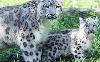 gatos, fauna, leopardo da neve