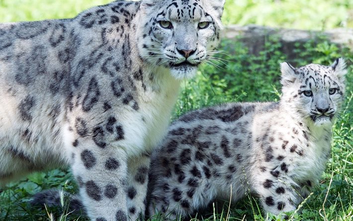 cats, fauna, snow leopard