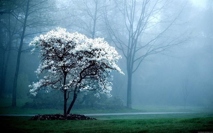 puisto, aamusumu, kevät, kukkiva puu