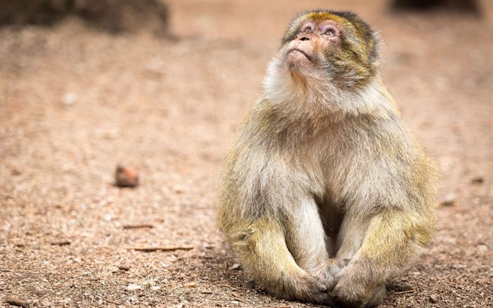 estrecho mono de nariz, el norte de áfrica macaco, marruecos