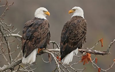 in particolare leucocephalus, bald eagle, nord america