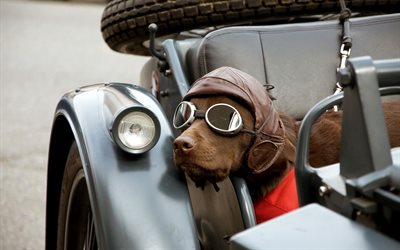 glasses, helmet, dog, machine