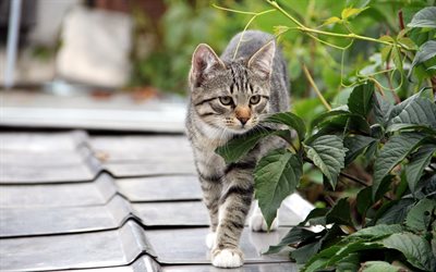 ペット, 猫, 屋根, 徒歩