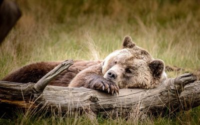 l'ours brun, la nature, dormir