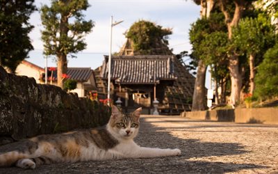 일본, 거리, 고양이 휴식