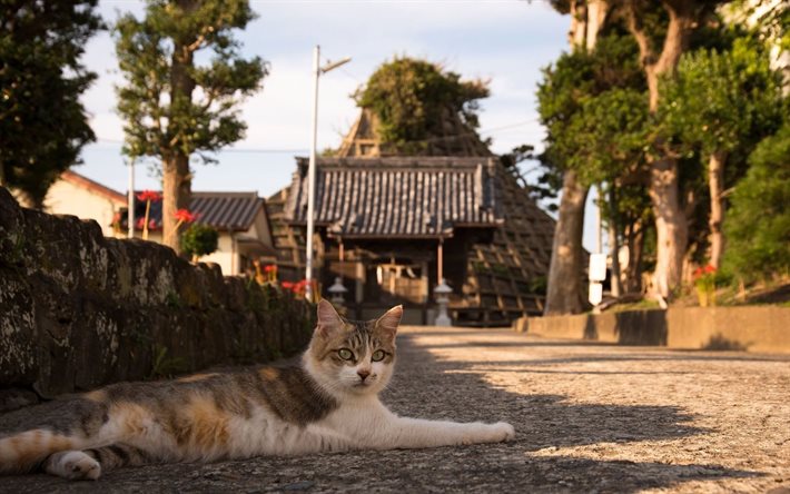 japão, rua, gato descansando