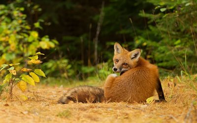 autumn forest, wildlife, fox relaxes