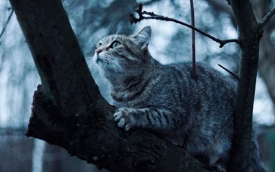 kedi, ağaç, av