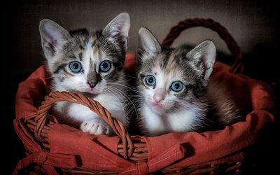 wicker basket, two kitten