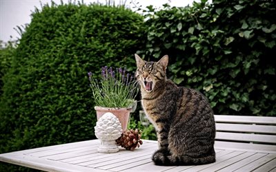 cat, home pet, yawns