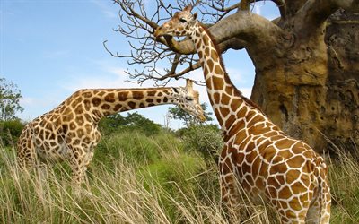 wildlife, savannah, baobab, two giraffe