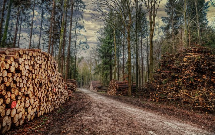 forest, road, nature, timber harvesting
