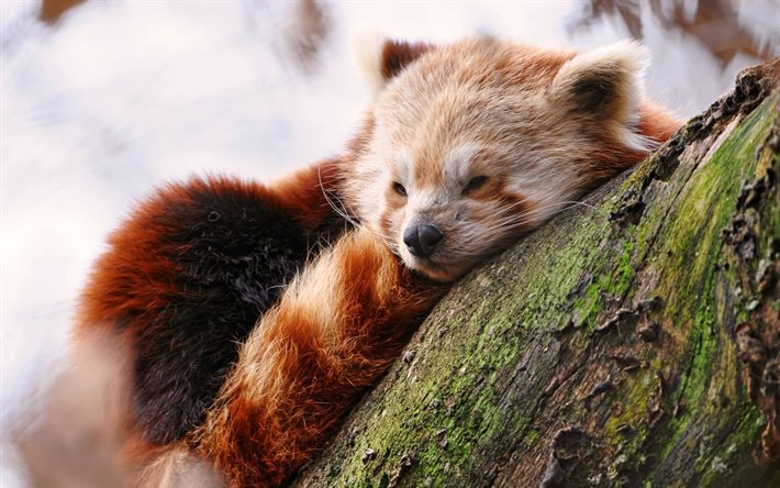 roter panda, log, tiere, schlafen