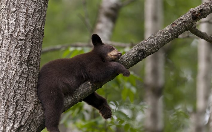 tree, bear, sleeping