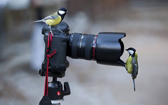 카메라, 새, 기