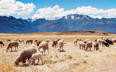 flock of sheep, pasture, mountains, peru