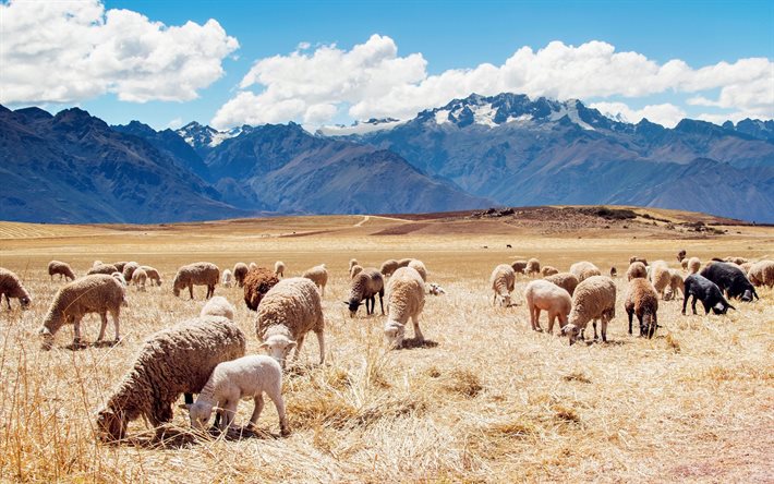 群れの羊, 牧草地, 山々, ペルー