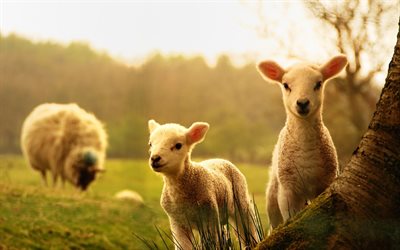 pasture, sheep, lambs