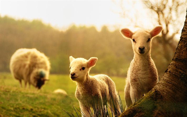 pasto, ovelhas, cordeiros