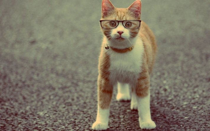 lunettes, chat roux, chercheur chat, pose