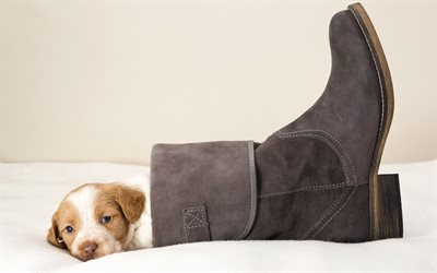 puppy, pets, boots