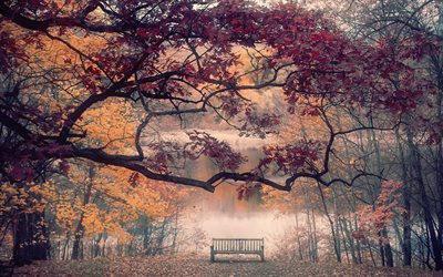 the pond, autumn park, bench