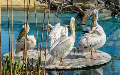 valência, parque oceanográfico, pelicanos brancos, espanha