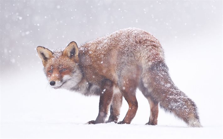 nieve, invierno, fox, sonrisa