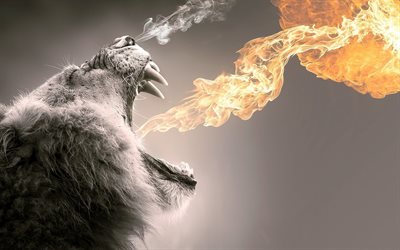 flame, lion, creative