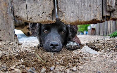 village, de la clôture, triste chien