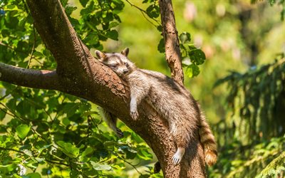 nature, arbre, dormir raton laveur