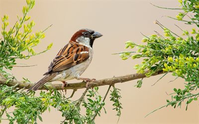 passer domesticus, the house sparrow, australia