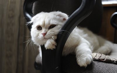 valkoinen kissa, pose, tuoli, skotlantilainen laskos