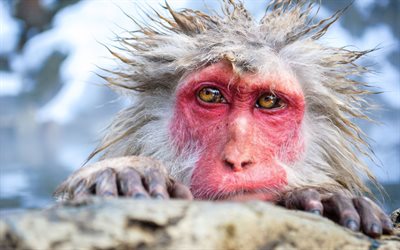 macaca fuscata, macacos japoneses, mojado de los monos, la isla de la isla de yakushima