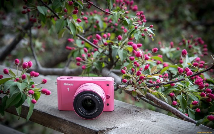 garden, bench, pink camera, nikon
